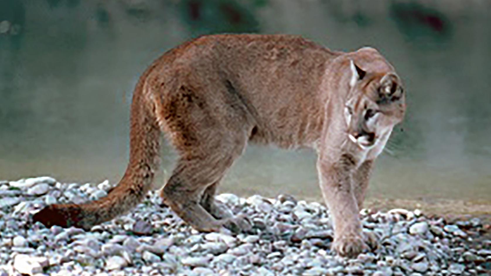 Mountain lion standing on river bank.