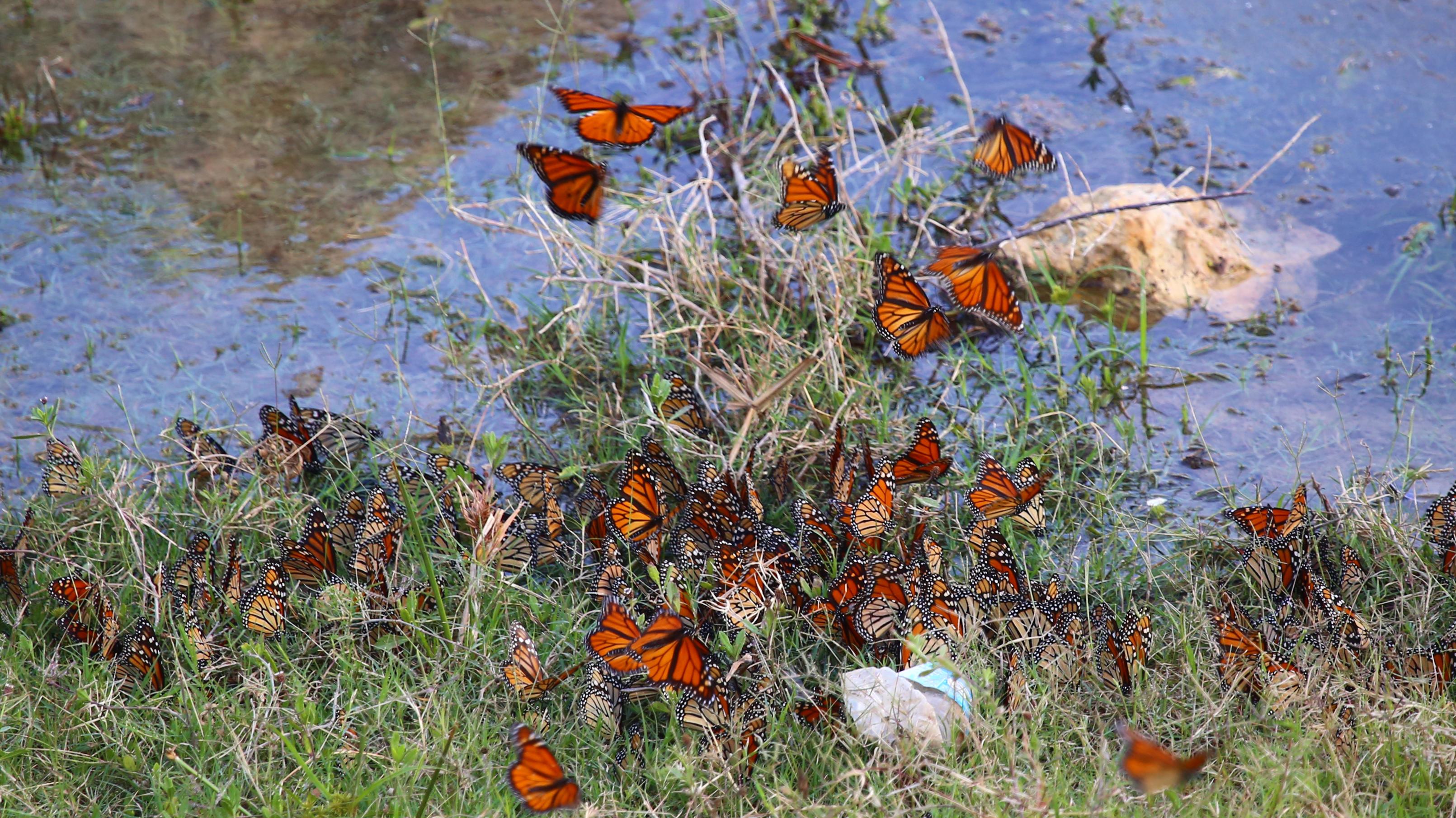 Monarch butterflies swarming a grassy section of beach near Lake Amistad.