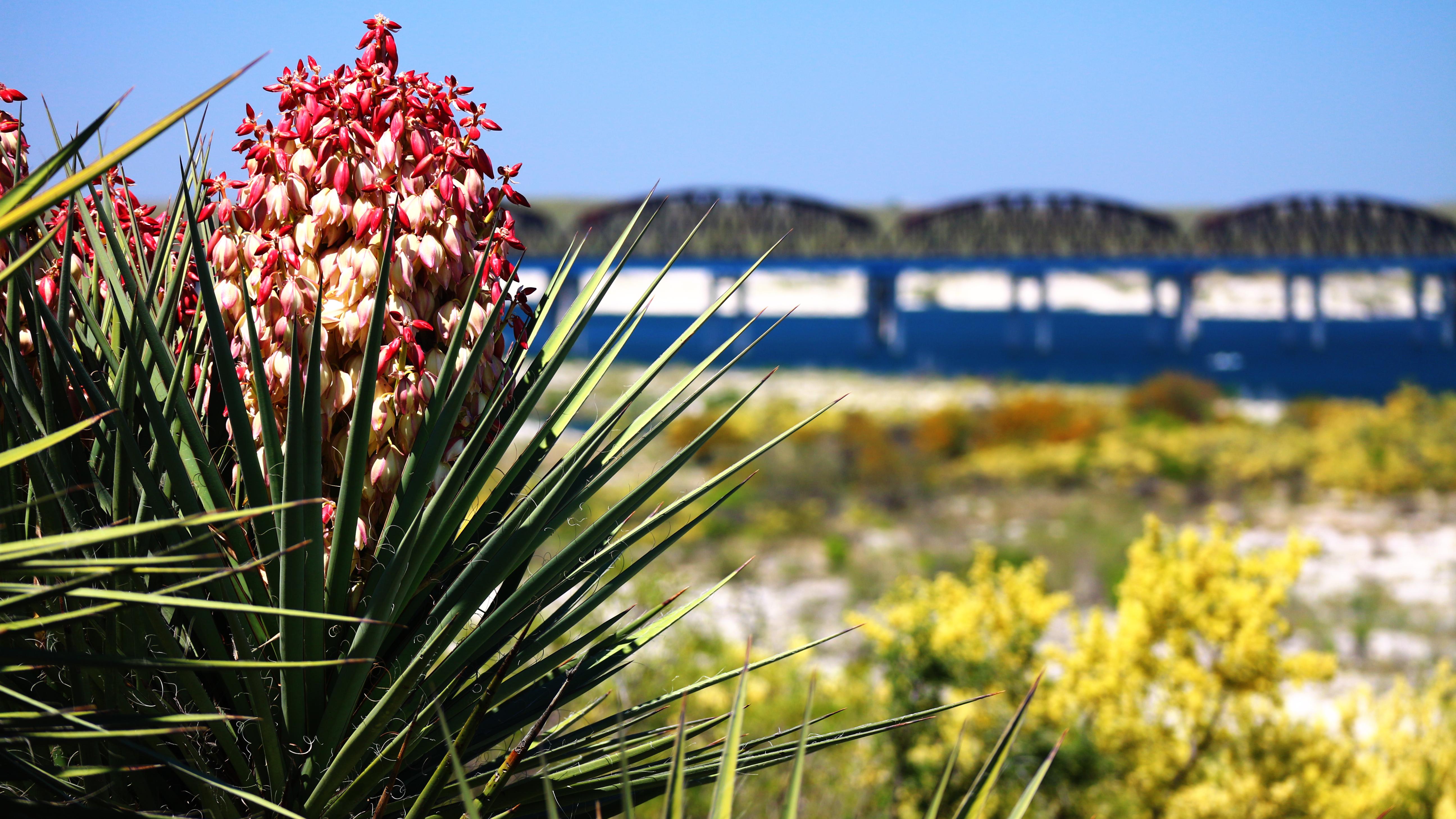 Blooming pink yucca flowers with railroad bridge over lake in background.