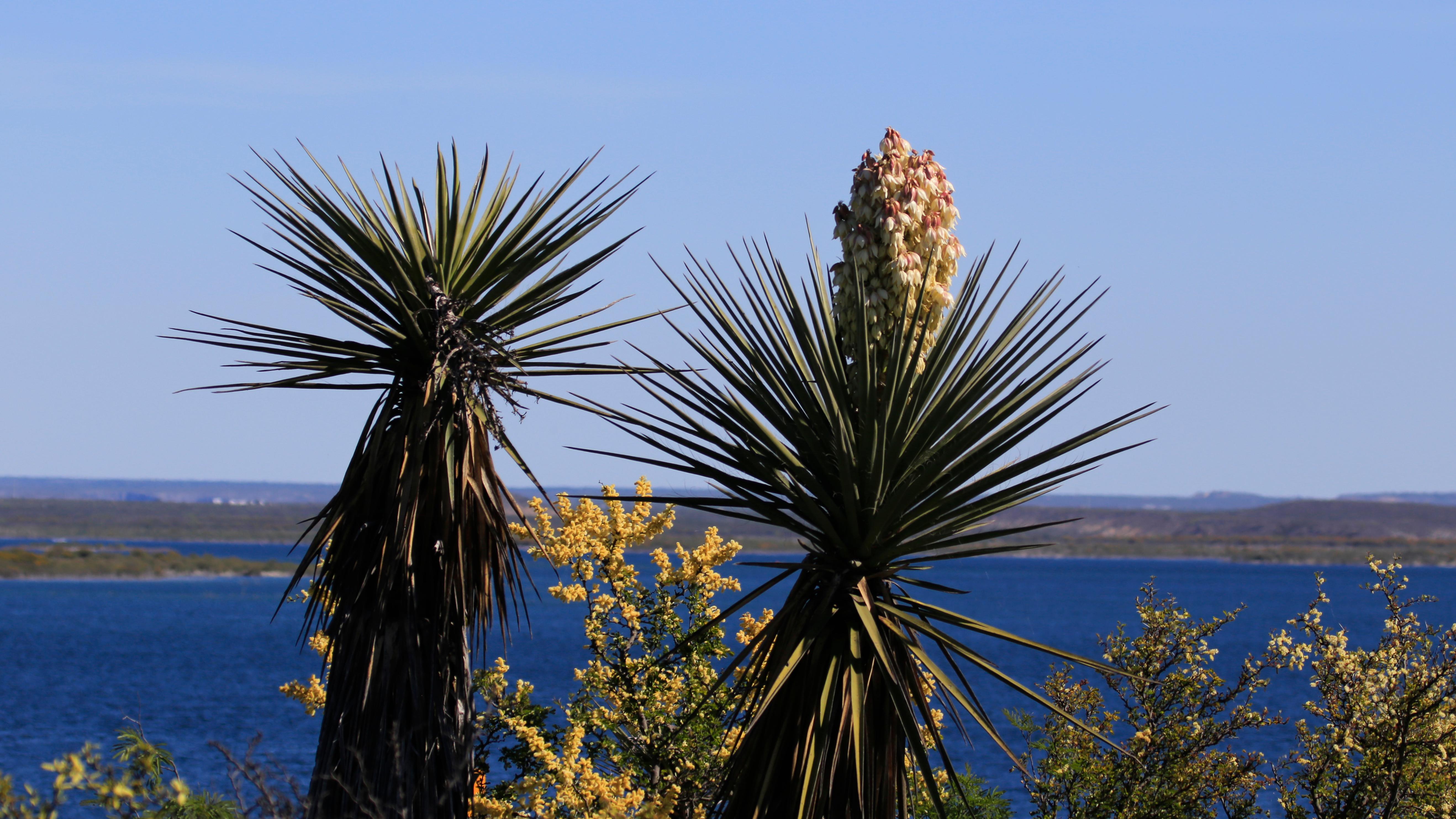 Two yuccas with one begining to bloom.