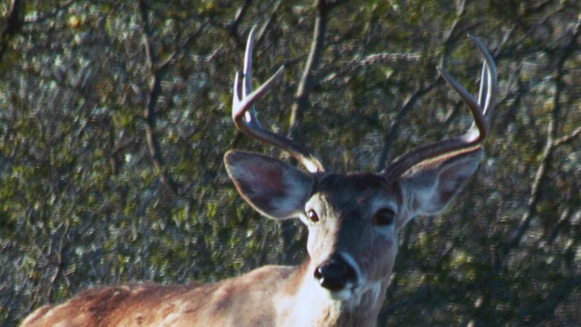 Image of white-tailed deer buck looking toward camera.