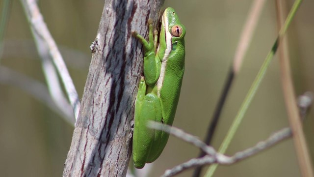 Green tree frog resting on a vertical branch