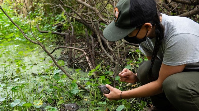 Ranger releasing small Western pond turtles into tall vegetation 