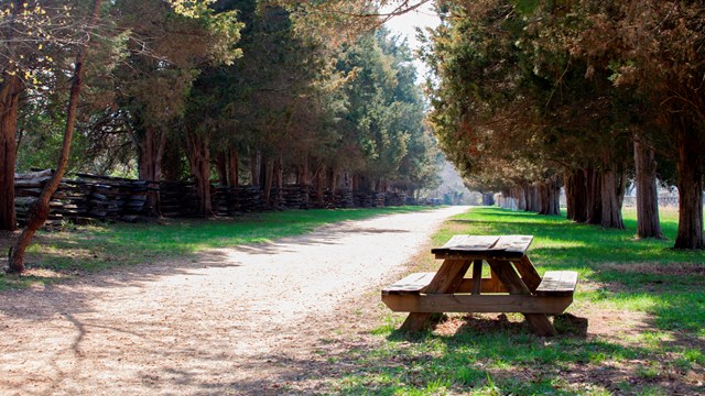 A wooden picnic table stands on a grassy patch behind a dirt trail lined with trees 