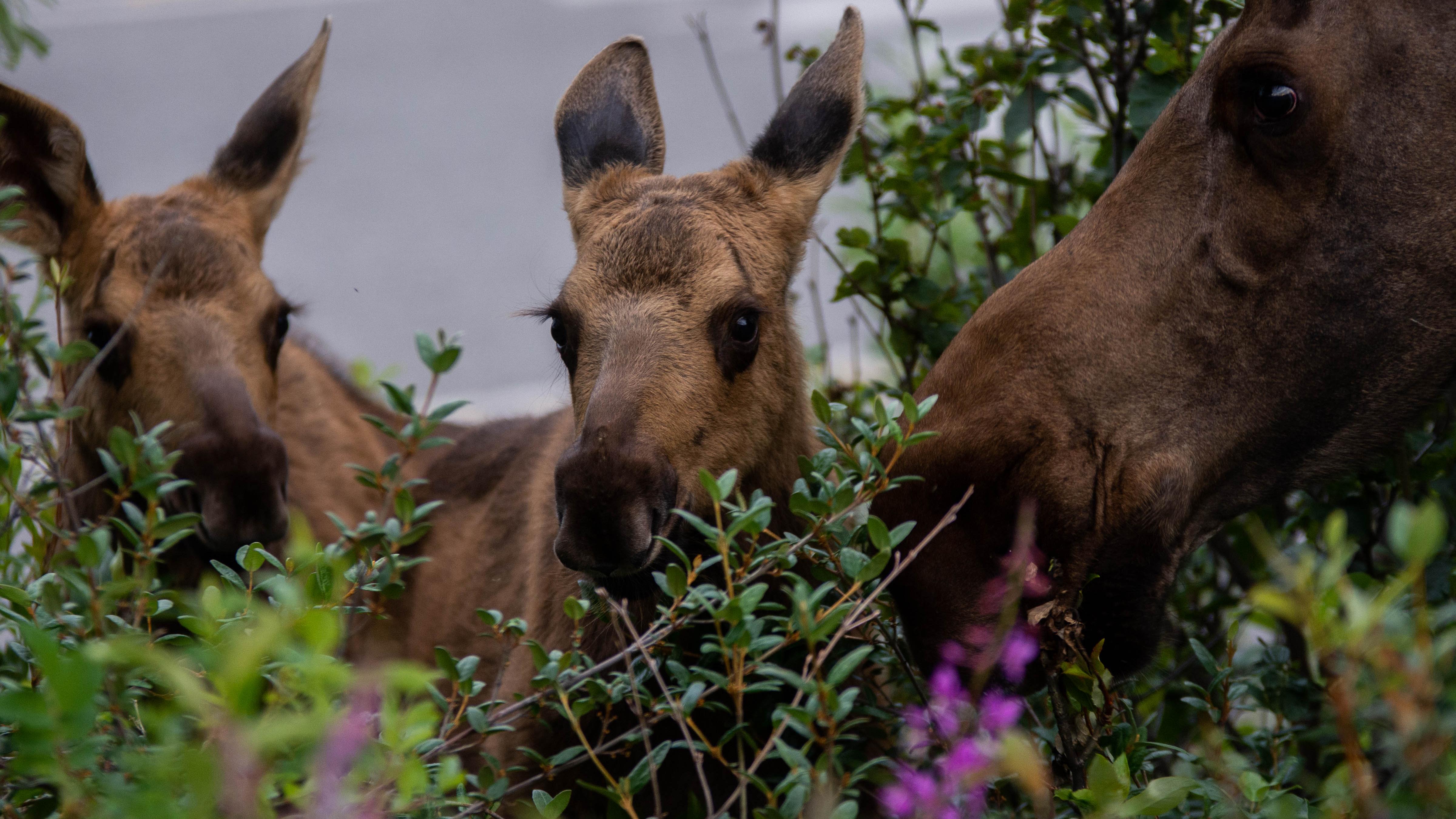 Moose cow and two calves in green shrubs.