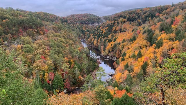 The Obed Wild and Scenic River from an overlook.