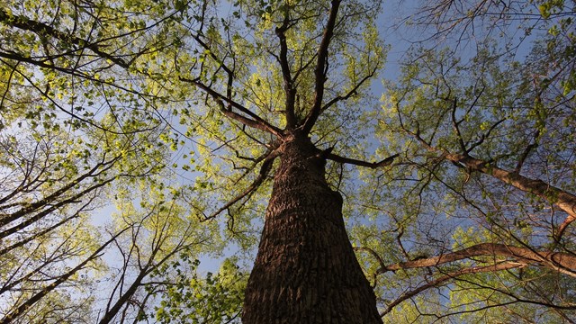 Old growth tulip polar tree in Great Smoky Mountains National Park.