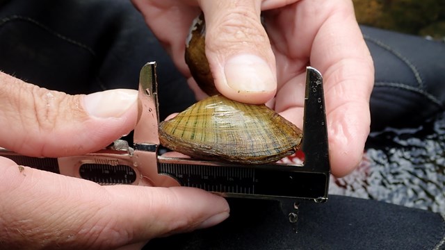 Measuring a freshwater mussel.