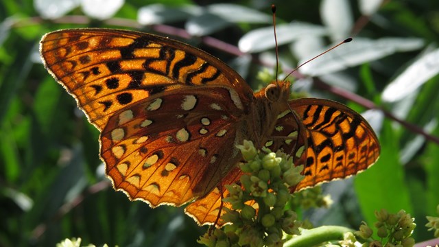 Great Spangled Fritillary nectaring on sumac flowers.