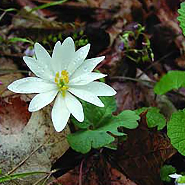 Bloodroot in flower (Sanguinaria canadensis)