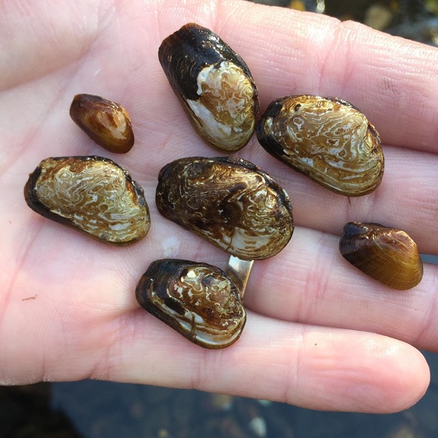 littlewing pearlymussel (Pegias fabula) in a the palm of a hand