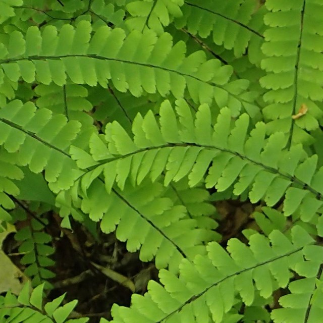 Closeup of northern maidenhair fern (Adiantum pedatum)