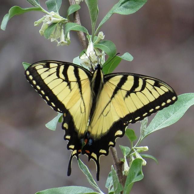 Closeup of an eastern tiger swallowtail (Papilio glaucus) on a plant. 