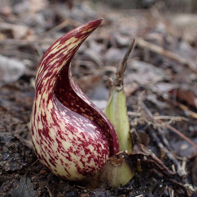Closeup of an eastern skunk cabbage (Symplocarpus foetidus) on a rock. 