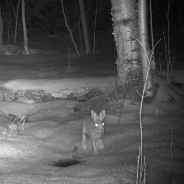 Snowshoe hare at night in the snow.