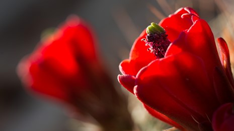 a red claretcup cactus flower