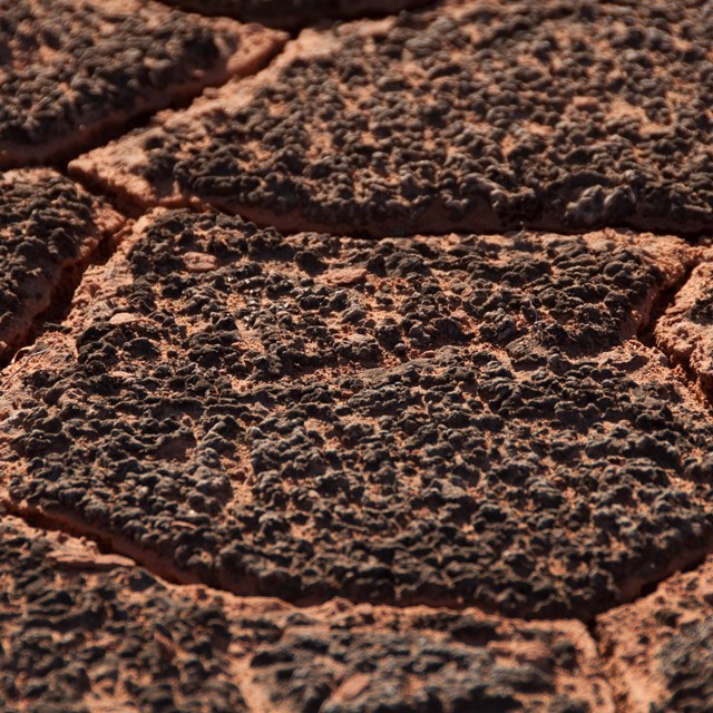 black bumpy soil with cracks
