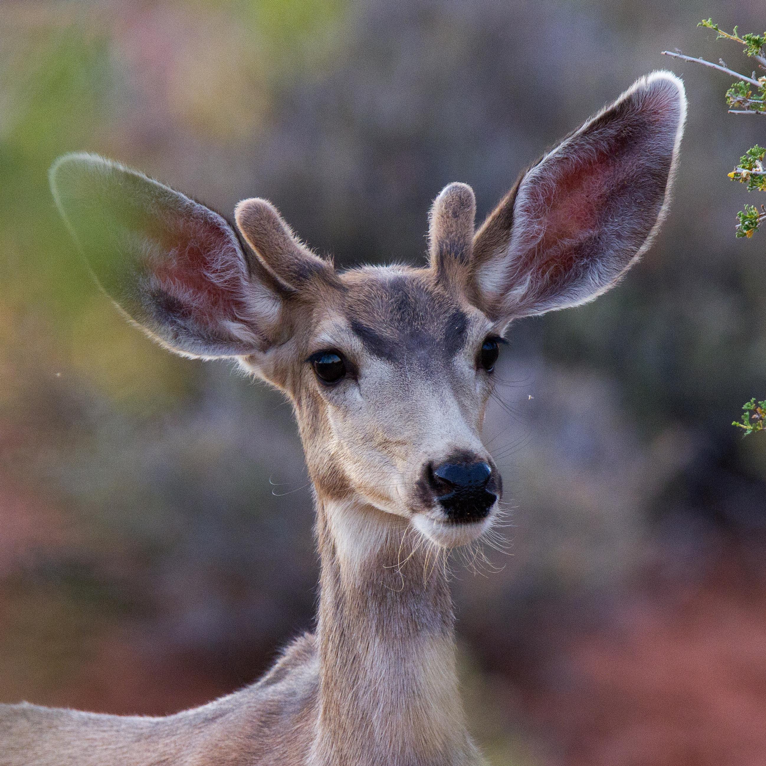 a deer with short antlers