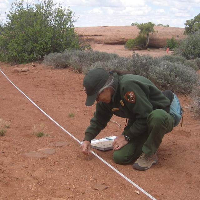 A ranger examines the soil near a long white tape measure