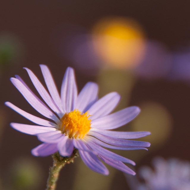a flower with a yellow center and purplish petals