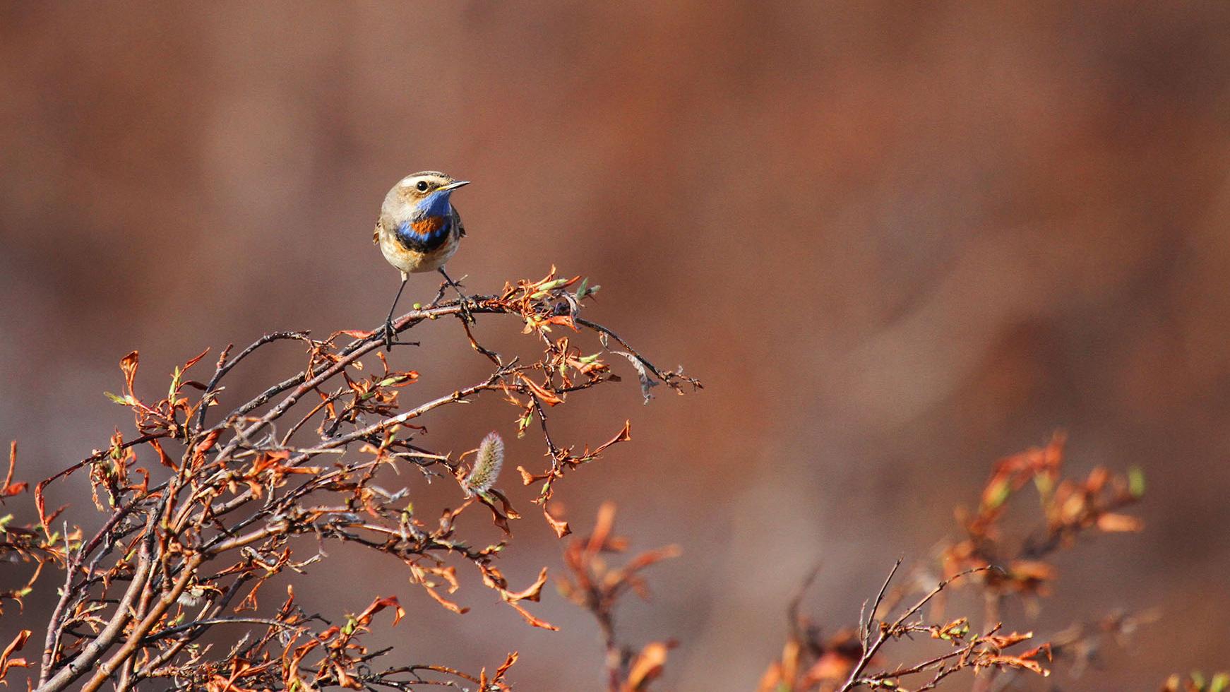 A bluethroat perched on a branch.