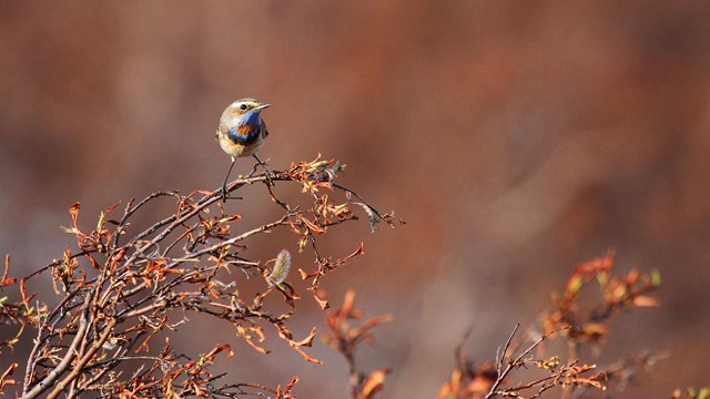 A bluethroat perched on a branch.