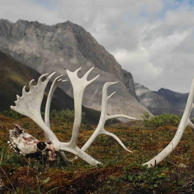 Caribou horns in a valley surrounded by mountains.