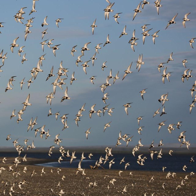 A sky crowded with birds in flight.