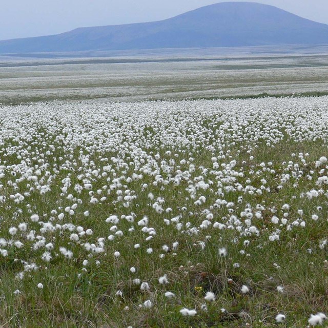A field of cotton grass in tundra.