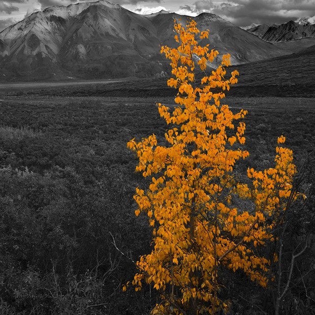 A bright yellow tree stands out against a black and while background.