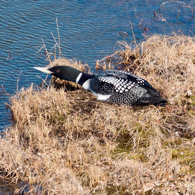 A Yellow-billed Loon on incubating its nest.