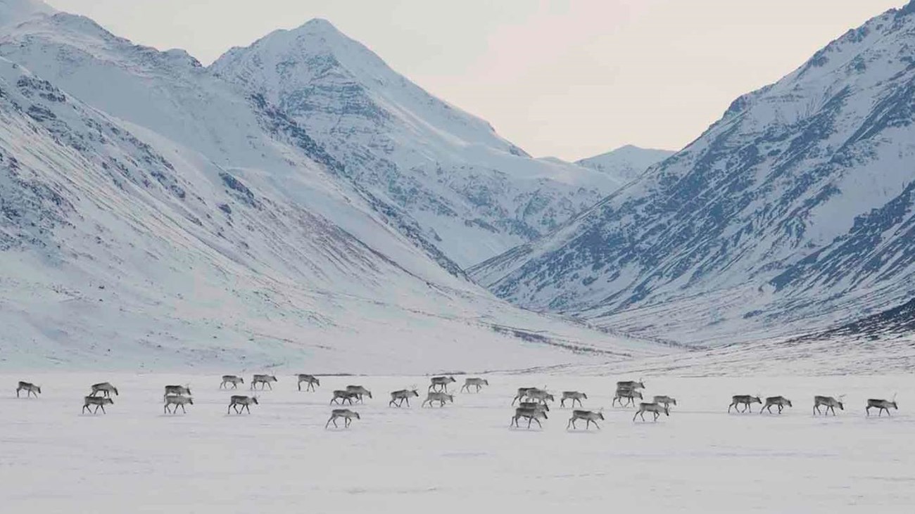Caribou migration across a snowy valley.
