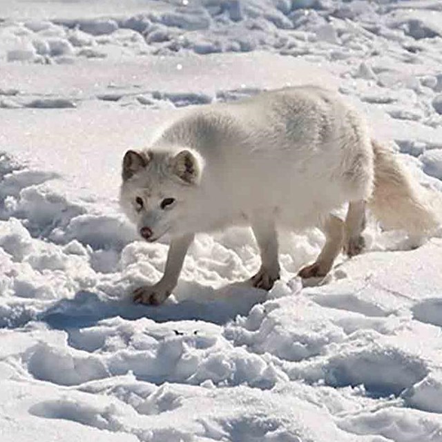 A white Arctic fox blends in with the snow.