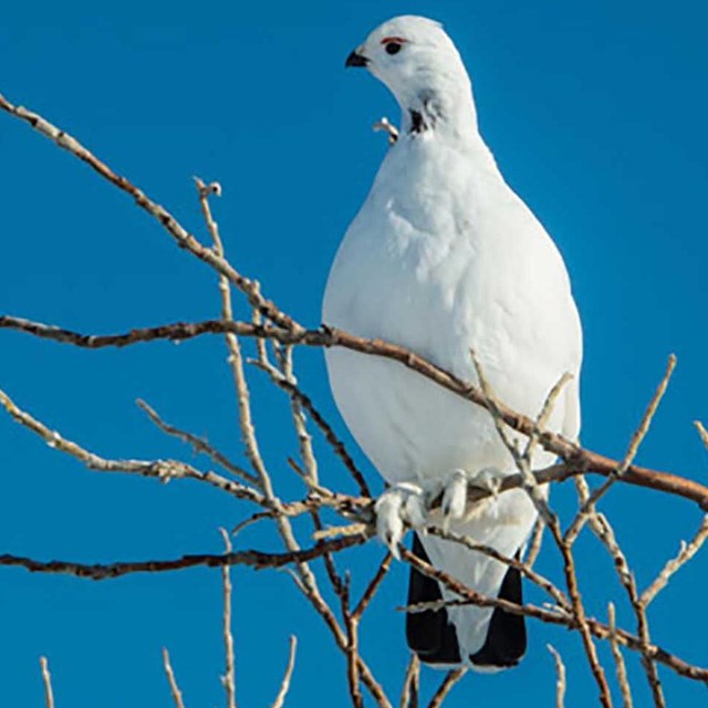 A white ptarmigan sits on a branch with a bright blue sky behind.