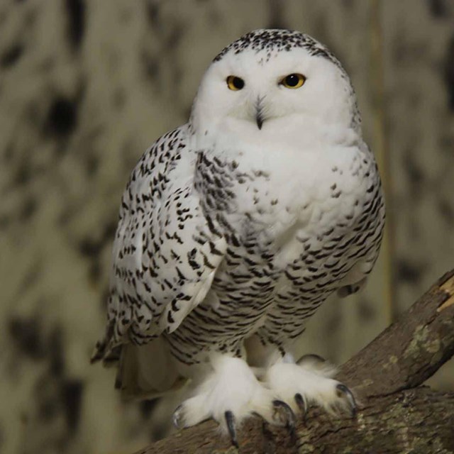 A snowy owl sits on a branch.