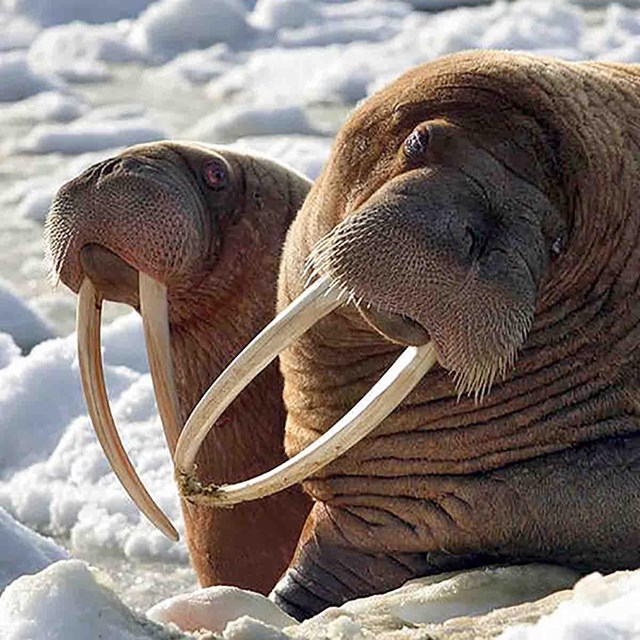 Two walrus hauled out on snowy ice.