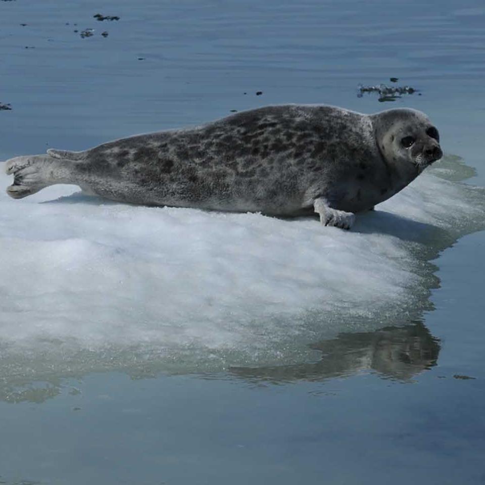 A seal floats on a chunk of ice.