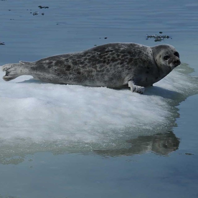 A seal floats on a chunk of ice.