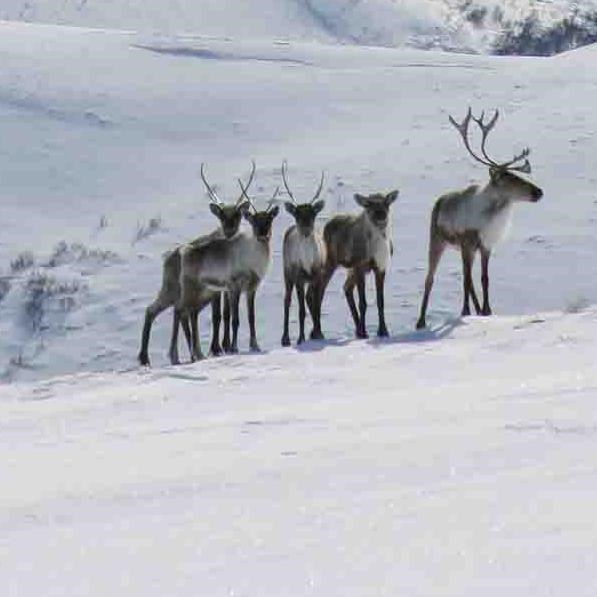 A small herd of caribou on the winter tundra.