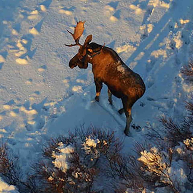 A bull moose in winter, aerial survey