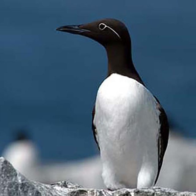A group of black and white murres.
