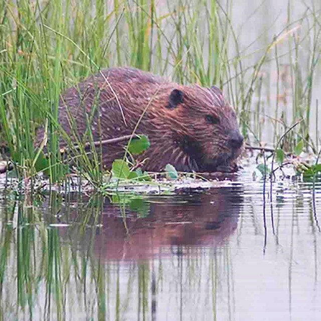 A beaver in a pond.