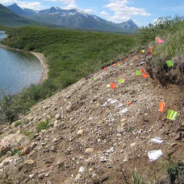 Colorful flags mark archaeological sites along a steep bank in the Brooks Range.