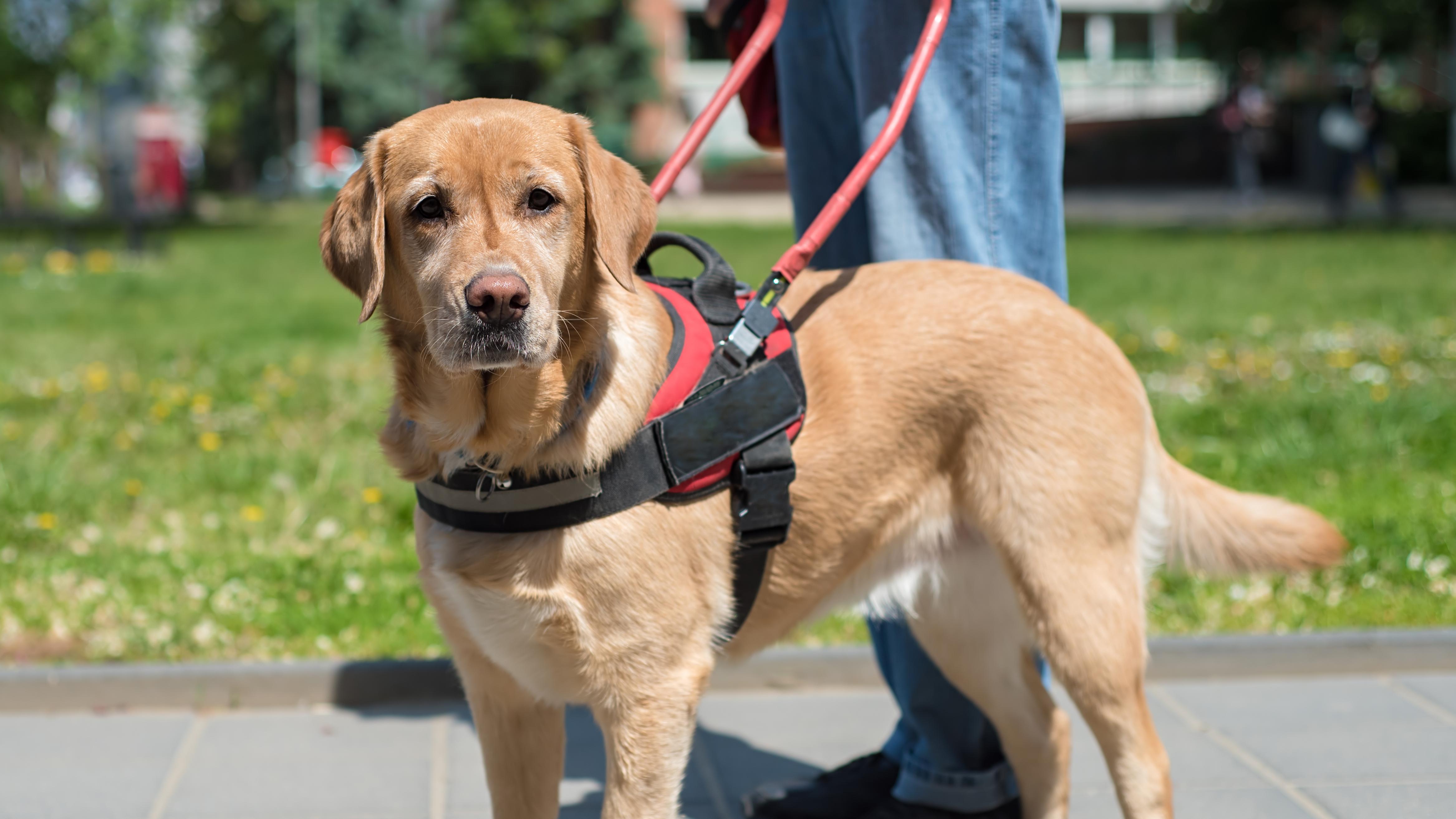 A service dog in a harness stands in front of its handler on a sidewalk.
