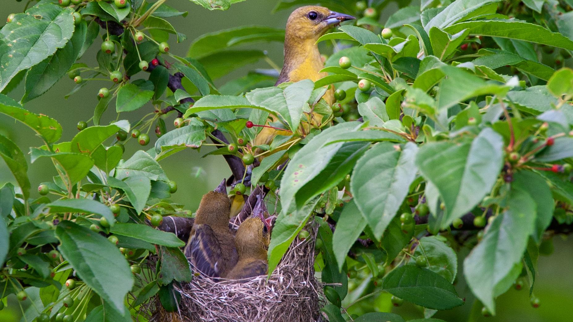 A yellow-green orioles sits on a leafy branch; two young birds look up to her from the nest below