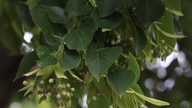 dark green heart-shaped leaves with buds at the end