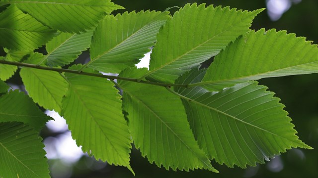 bright green serrated leaves