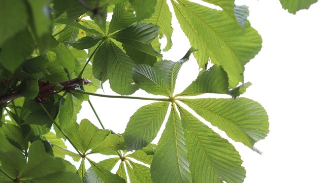 green paddle-shaped leaves growing out of a central point.