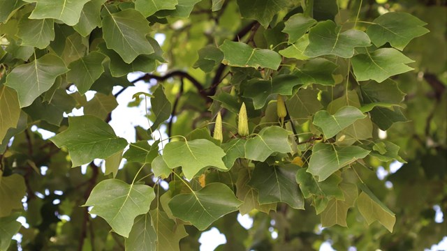 Three-pointed green leaves