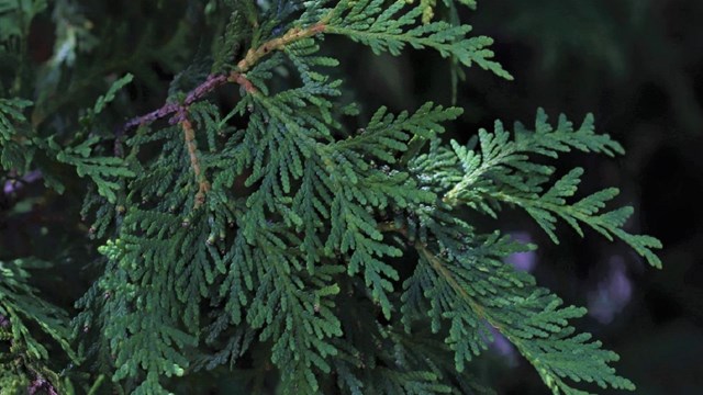 scaly leaves that branch out from a single branch